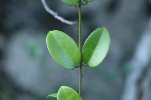 Common Hoya reference
