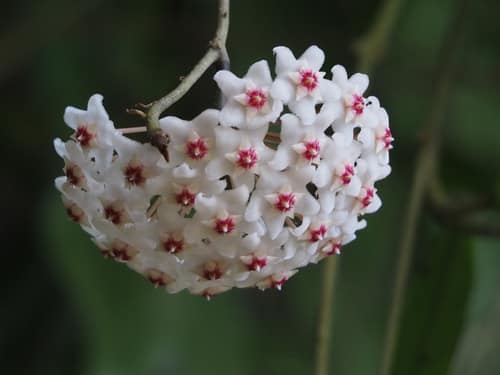 Wax Plant reference