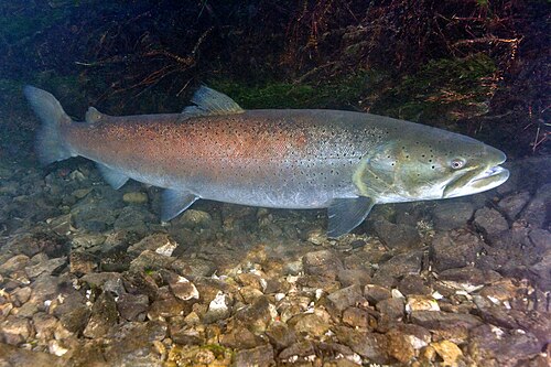Danube Salmon reference