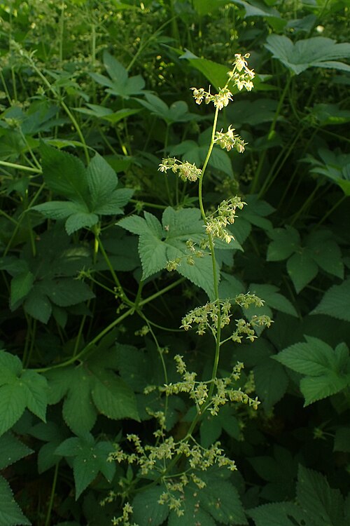Japanese Hop reference