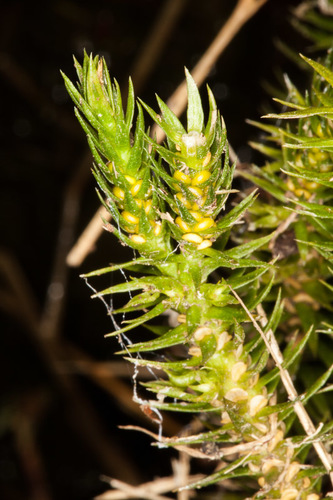 Fir Clubmoss reference