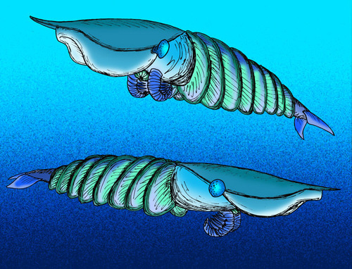 Hurdia reference