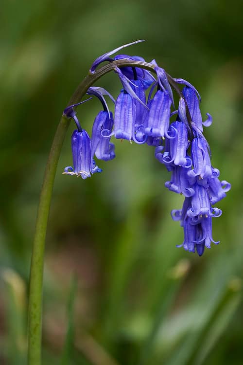 Common Bluebell reference