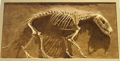 Giant Hyaenodon reference