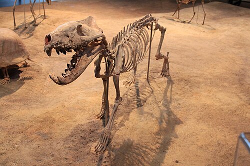 Slender Hyaenodon reference