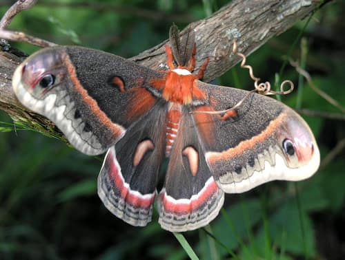 Cecropia Moth reference