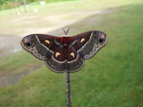 Columbia Silkmoth reference
