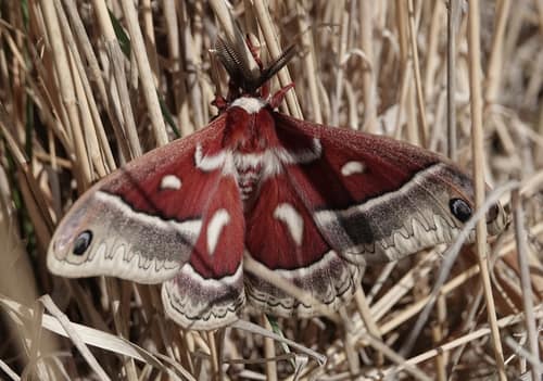 Glover's Silkmoth reference
