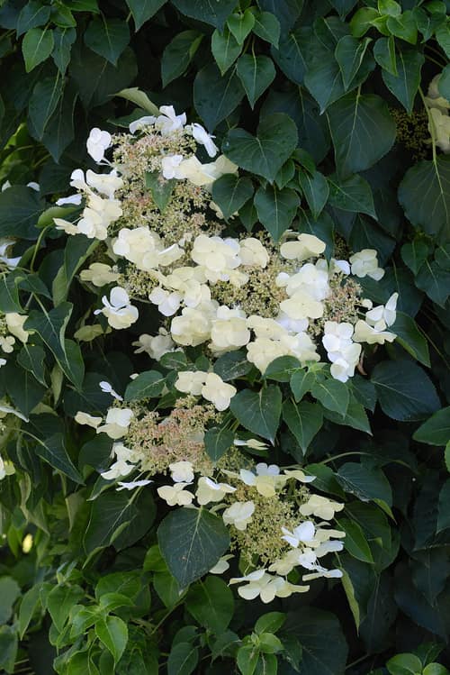 Climbing Hydrangea reference
