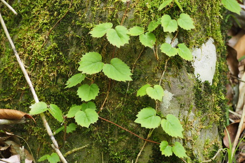 Climbing Hydrangea reference