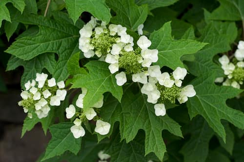 Oakleaf Hydrangea reference