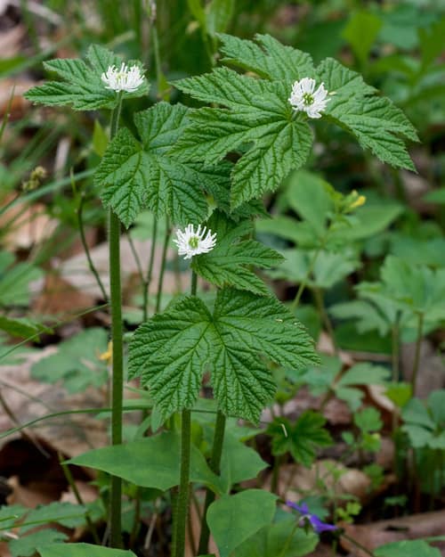 Goldenseal reference