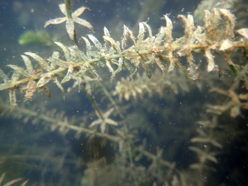Hydrilla reference