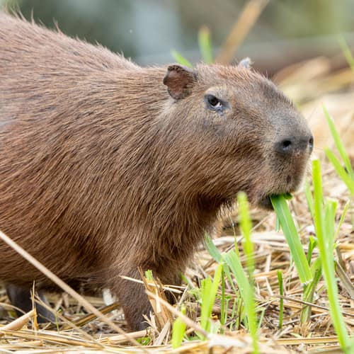 Lesser Capybara reference