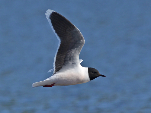Little Gull reference