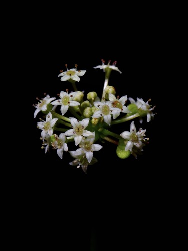 Peltate Water-Pennywort reference