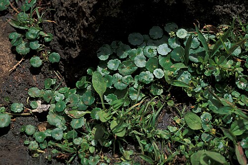 Whorled Marsh-Pennywort reference