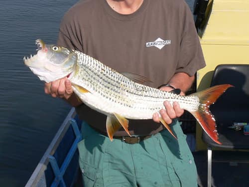 Tigerfish reference