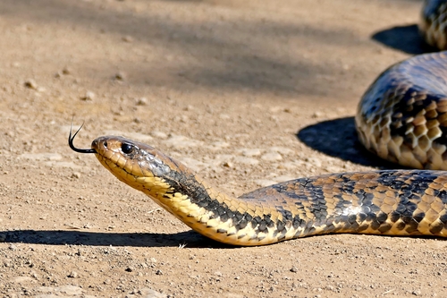 South American False Water Cobra reference