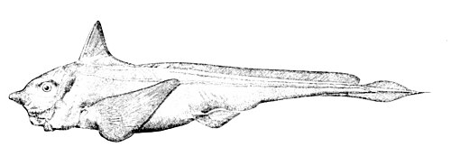 Small-eyed Rabbitfish reference