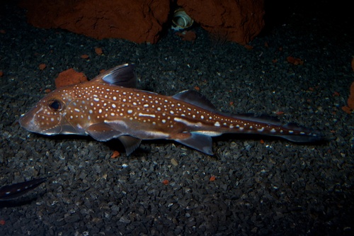 Spotted Ratfish reference
