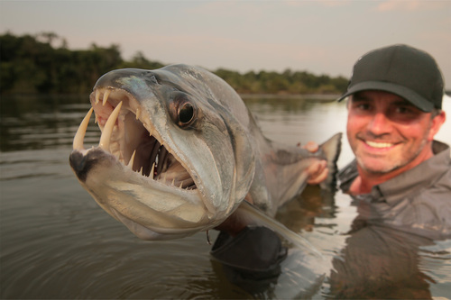 Payara reference