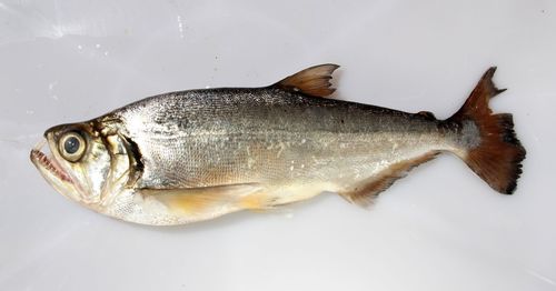 Red-tailed Payara reference