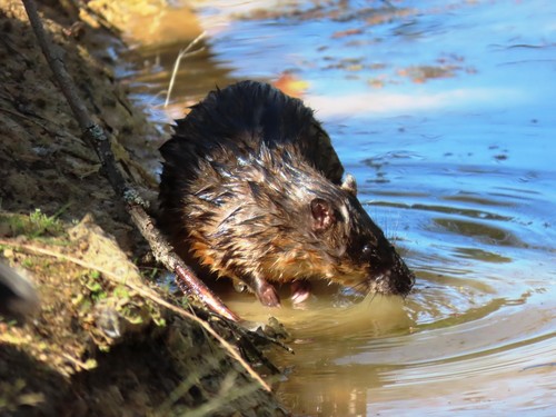 Australian Water Rat reference