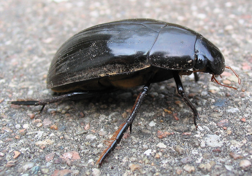 Silver Water Beetle reference