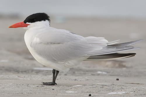 Caspian Tern reference
