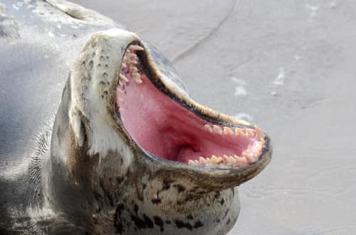 Leopard Seal reference