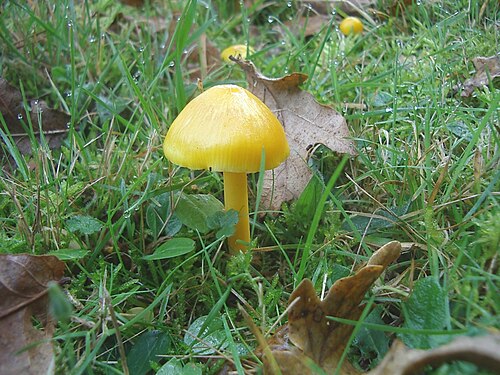 Golden Waxcap reference