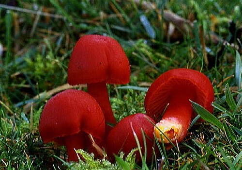 Scarlet Waxcap reference