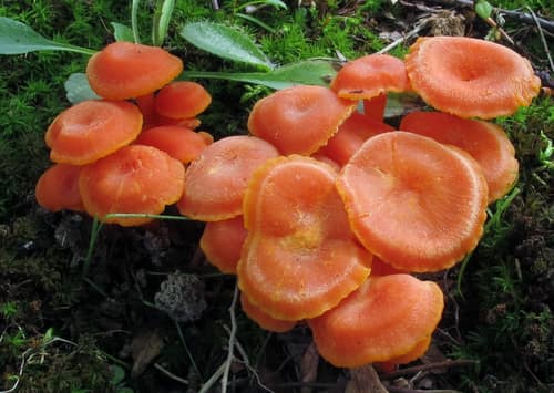 Flame Waxcap reference