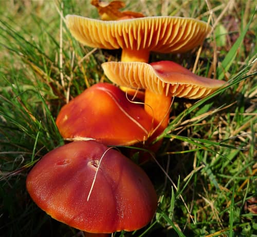 Crimson Waxcap reference