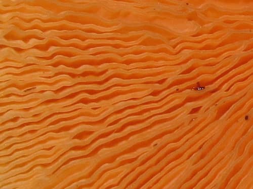 False Chanterelle reference