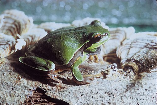 Pine Barrens Treefrog reference