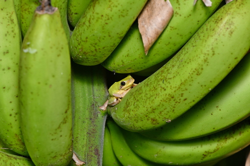 Chinese Tree Toad reference
