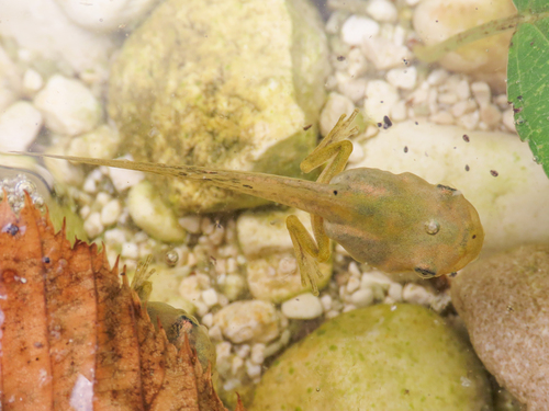 Italian Tree Frog reference