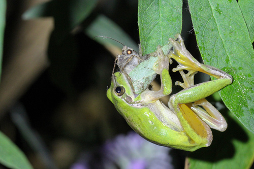 Mediterranean Tree Frog reference