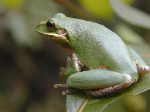 Squirrel Treefrog reference