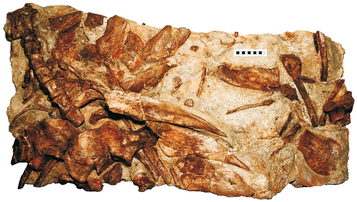 Hylaeosaurus reference
