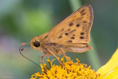 Fiery Skipper reference