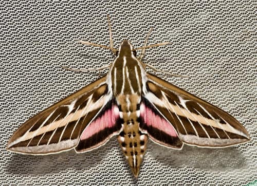 White-lined Sphinx Moth reference