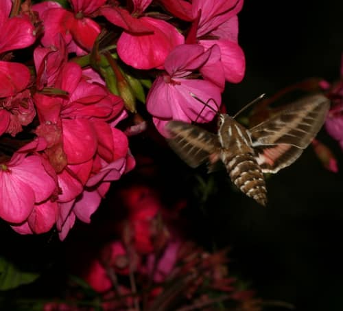 Striped Hawk-Moth reference