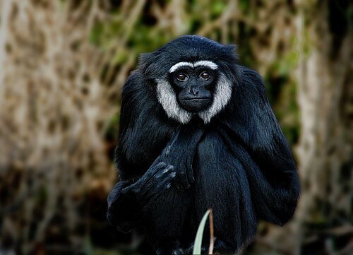 Agile Gibbon reference