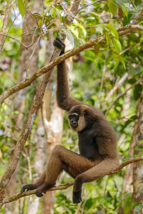 Bornean White-Bearded Gibbon reference