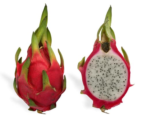 Dragon Fruit Cactus reference