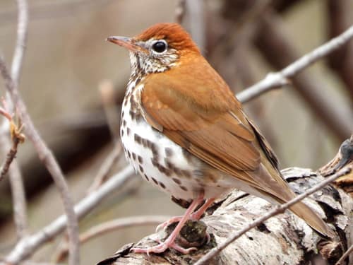 Wood Thrush reference