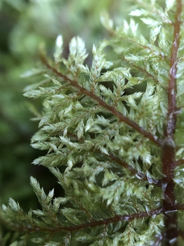 Stairstep Moss reference